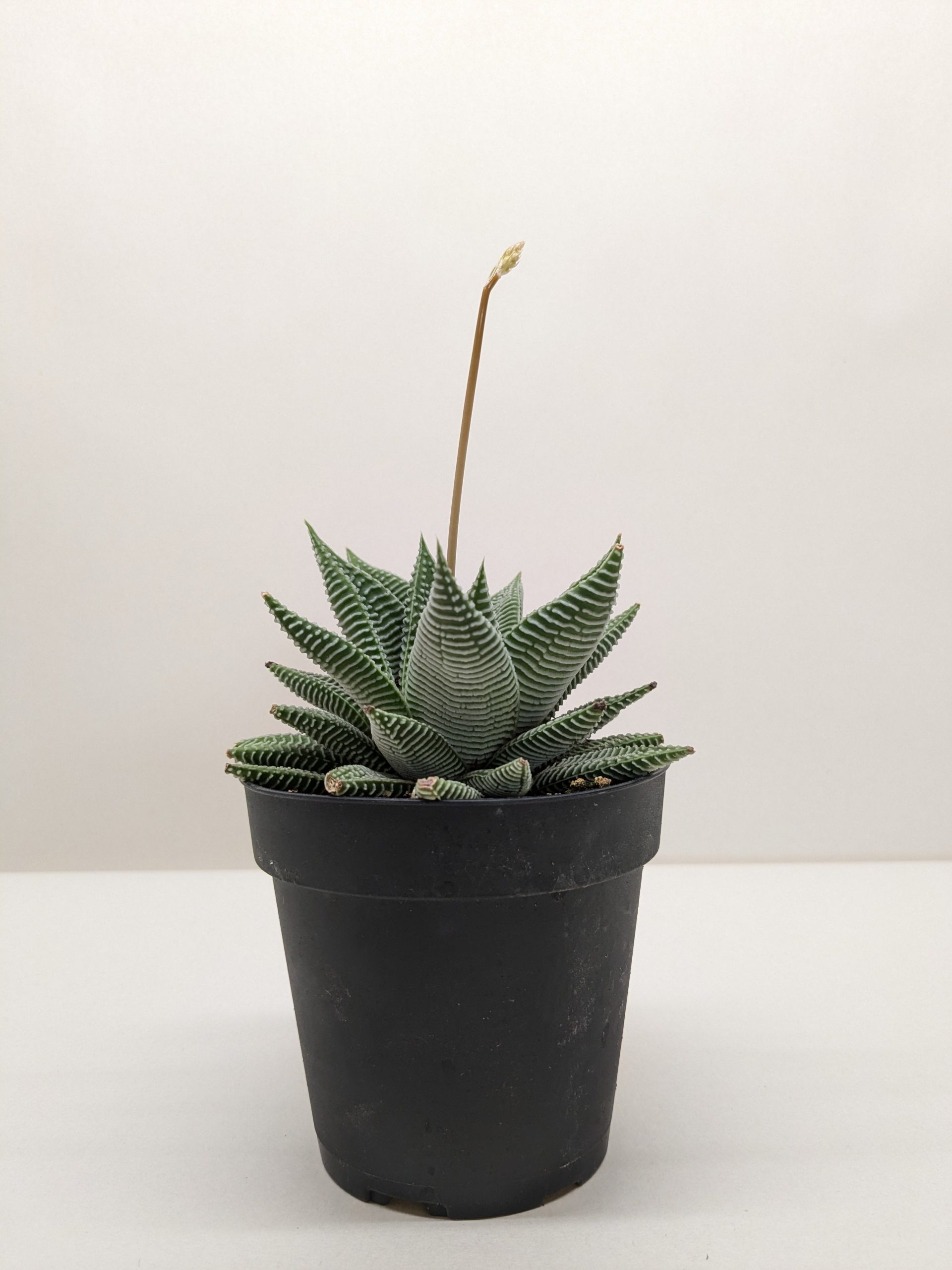 A small, spiky green succulent in a black plastic pot, with a single tall flower stalk extending upward against a plain white background.