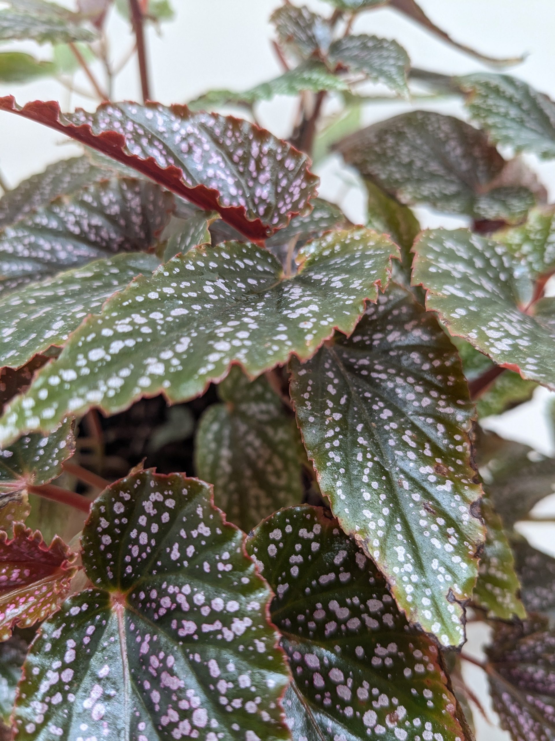 Close-up of green leaves with white speckles and red edges, exhibiting a textured surface and overlapping each other against a neutral background.