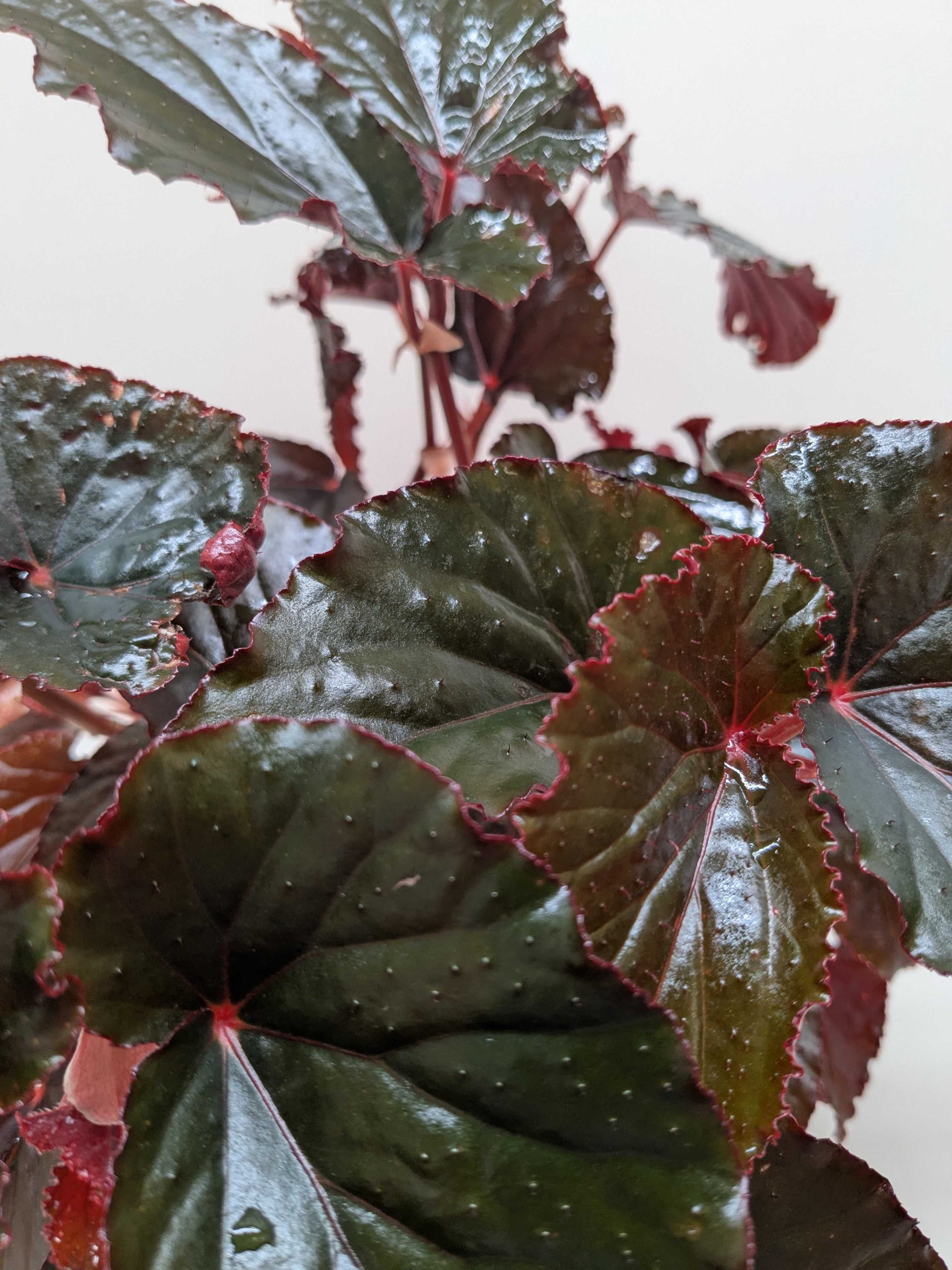 Close-up of a plant with dark, glossy leaves featuring serrated edges and red accents, set against a neutral background.
