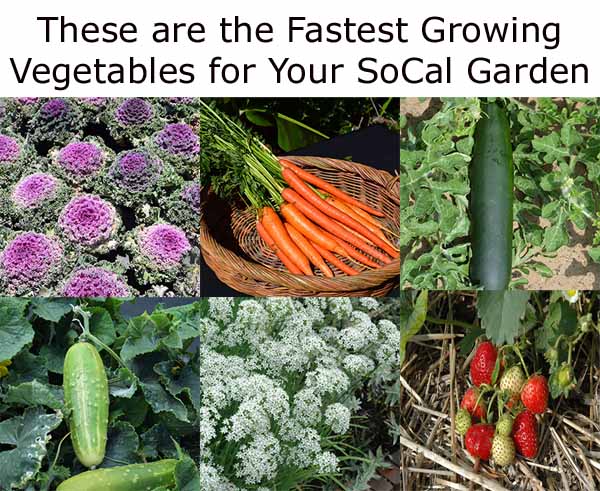Collage of vegetables and fruits including kale, carrots, zucchini, cucumber, cilantro, and strawberries with text about fast-growing options for a Southern California garden.