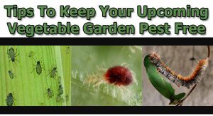 Header reads "Tips To Keep Your Upcoming Vegetable Garden Pest Free" above images of aphids on a leaf, a red mite on a green surface, and a caterpillar on a stem.