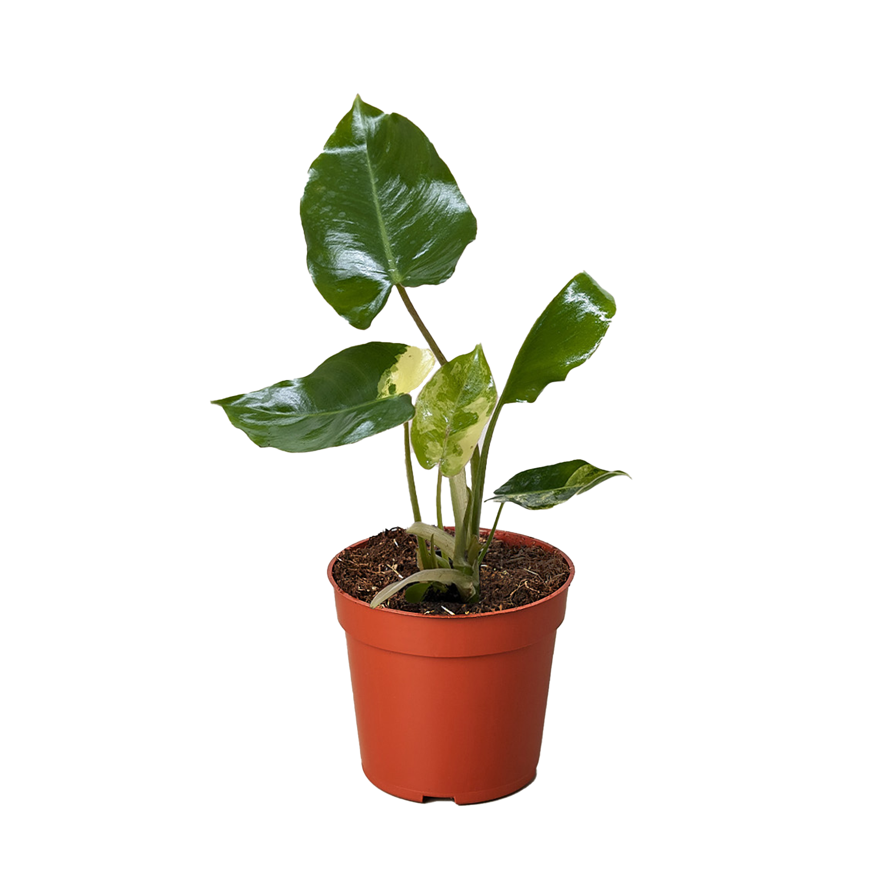 A potted plant with large, glossy green leaves and some white variegation, placed on a light beige surface against a plain background.