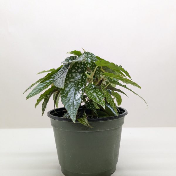 A potted plant with green leaves featuring white spots, set against a plain white background.
