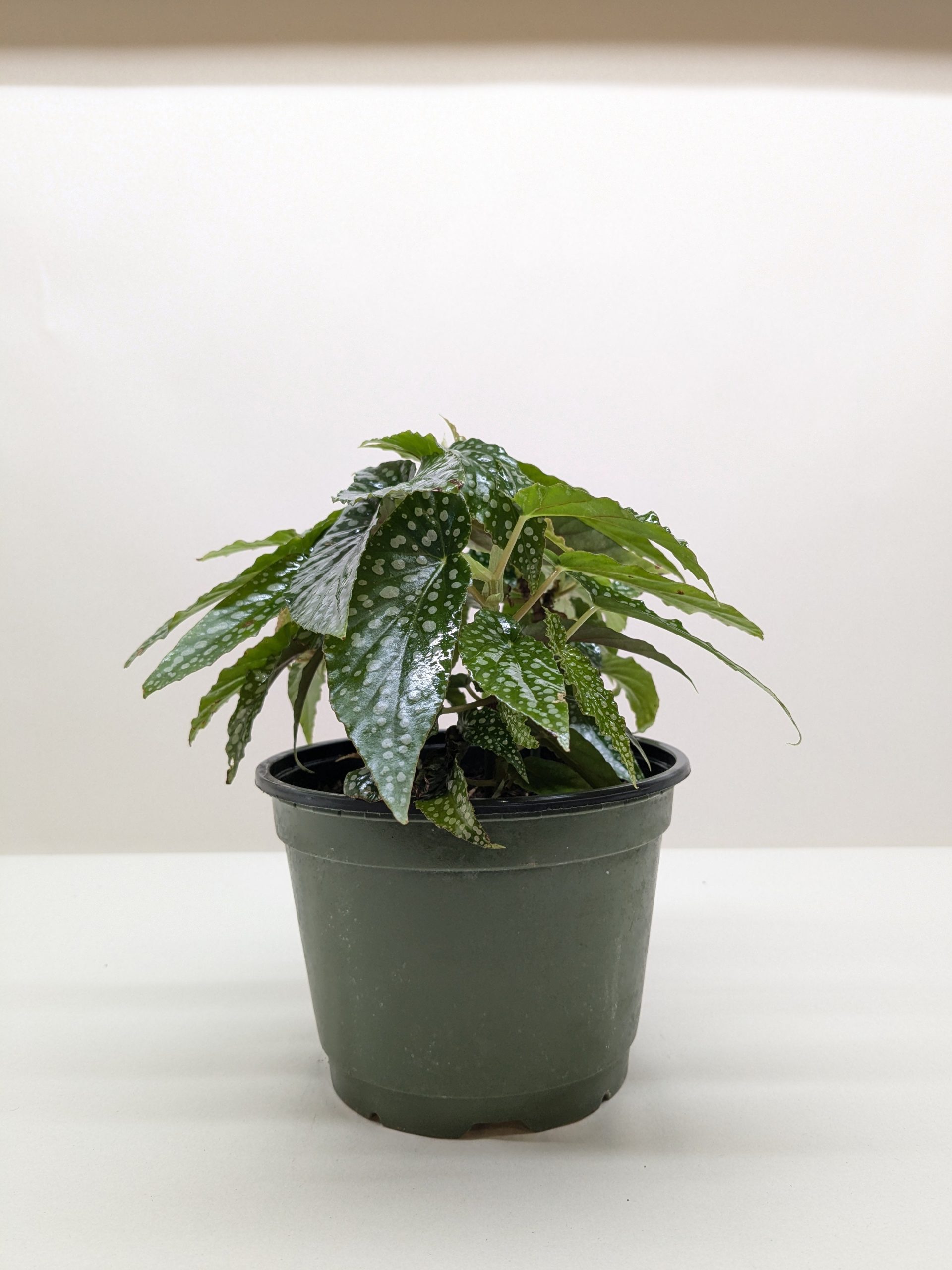 A potted plant with green leaves featuring white spots, set against a plain white background.