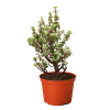 A potted jade plant with thick, oval-shaped green leaves and reddish stems sits on a flat surface against a plain background.
