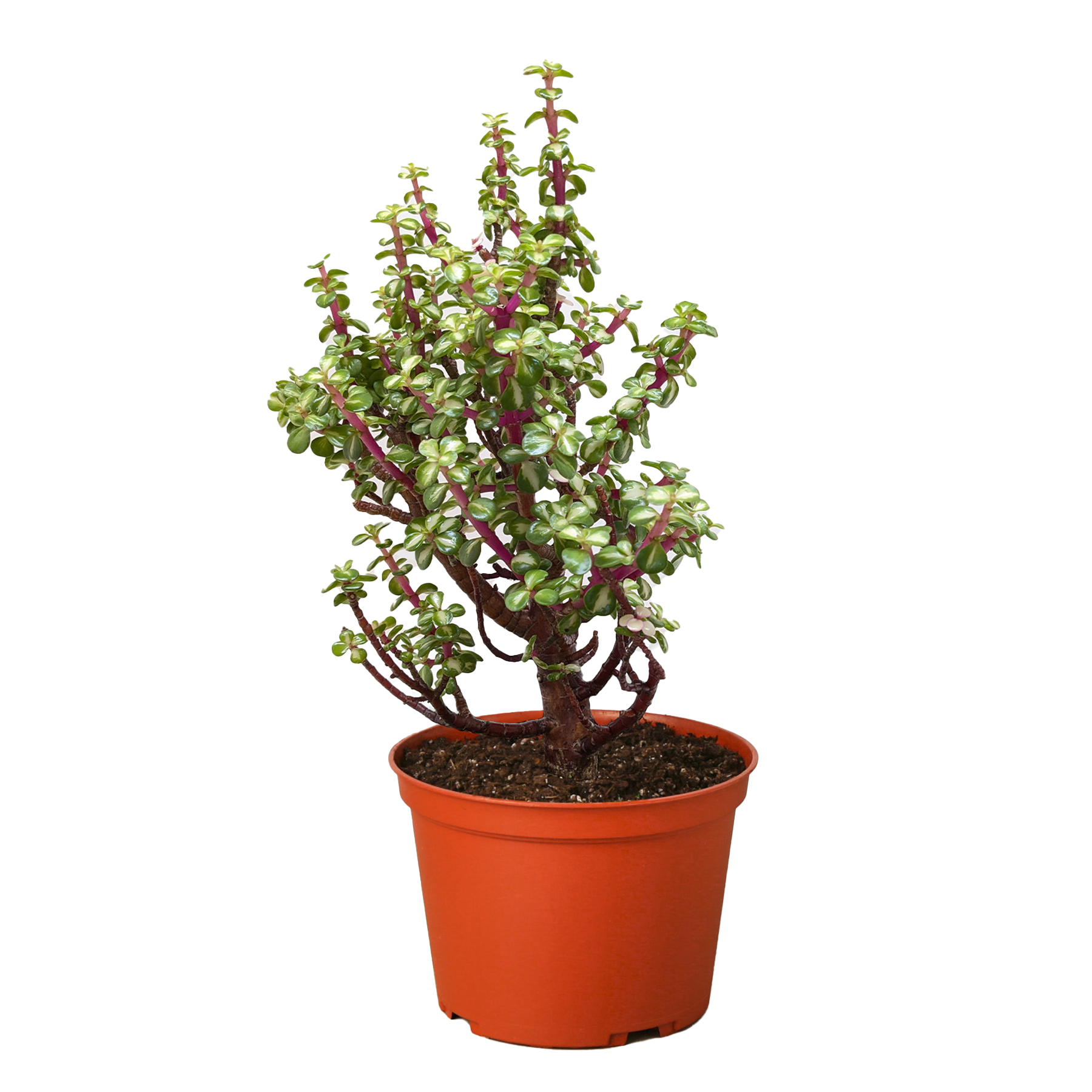 A potted jade plant with thick, oval-shaped green leaves and reddish stems sits on a flat surface against a plain background.