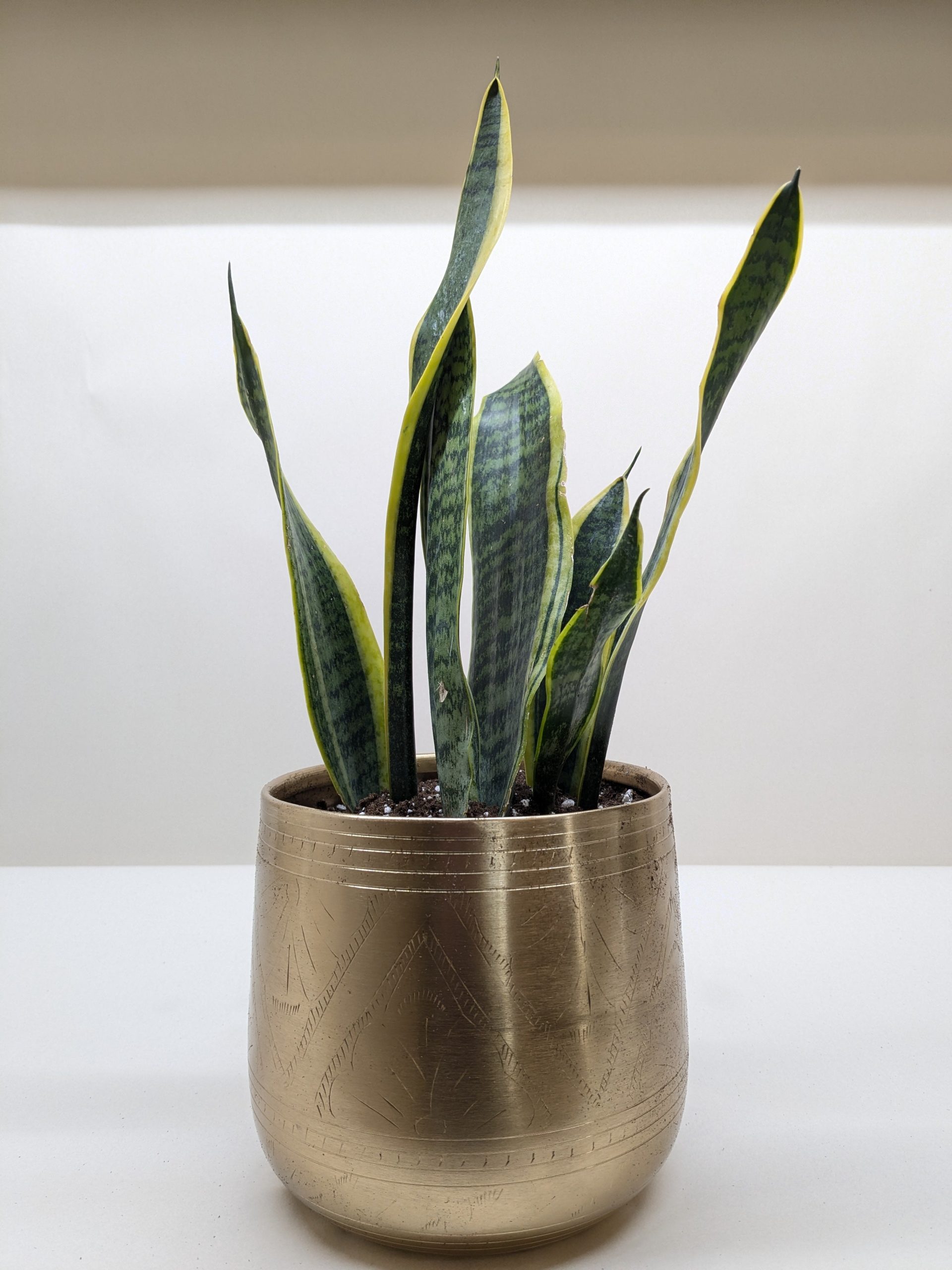 A snake plant with upright green leaves edged in yellow, potted in a metallic gold-colored container on a white surface.