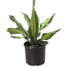 A green potted plant with long, pointed leaves featuring yellow stripes, set in a black plastic pot against a white background.