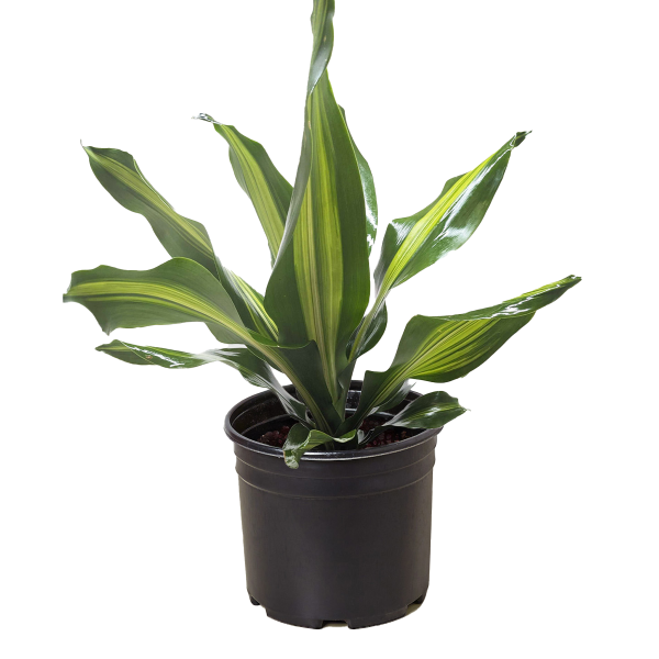 A green potted plant with long, pointed leaves featuring yellow stripes, set in a black plastic pot against a white background.