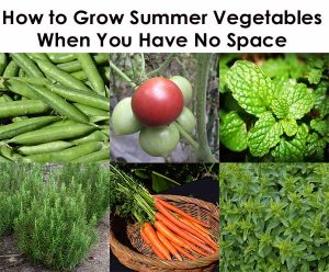 Collage showing peas, tomato, mint, rosemary, carrots in a basket, and thyme with the title "How to Grow Summer Vegetables When You Have No Space.