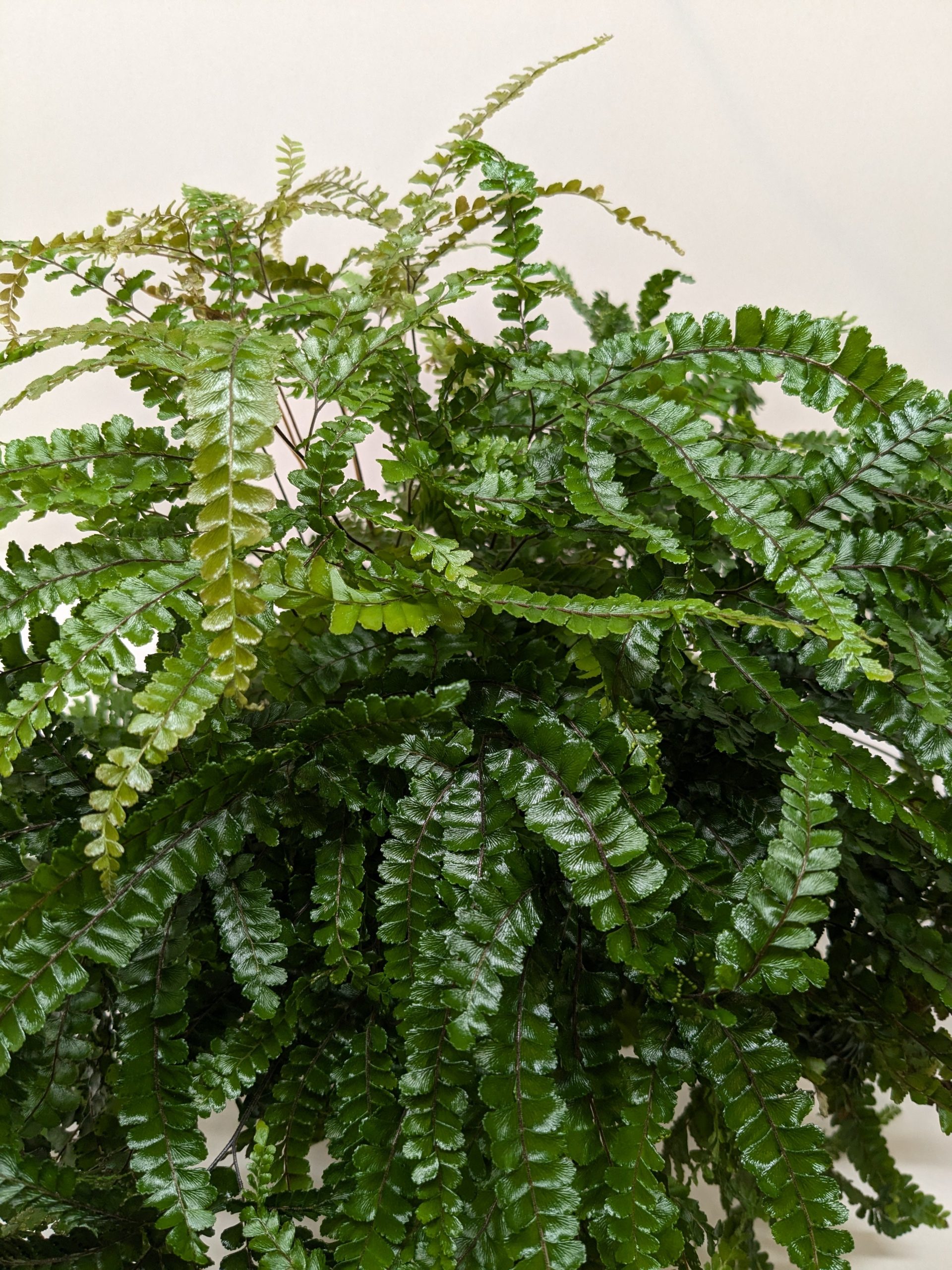 Close-up of a healthy green fern plant with glossy, textured leaves against a plain light background.