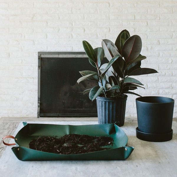 A potted rubber plant sits on a table next to an empty dark blue pot and a green tray with soil in front of a black fireplace and white brick wall.