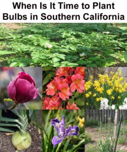 A collage of various flowering bulbs and plants with the title "When Is It Time to Plant Bulbs in Southern California" at the top.