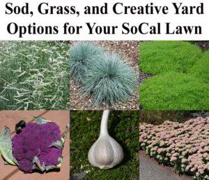 Collage showing various lawn and yard options including sod, ornamental grass, ground cover, purple cauliflower, garlic, and flowering succulent plants.