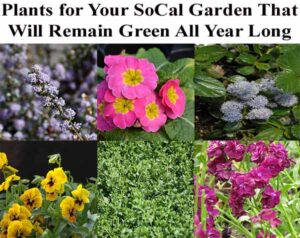 A collage of six different flowering plants with text above reading, "Plants for Your SoCal Garden That Will Remain Green All Year Long.