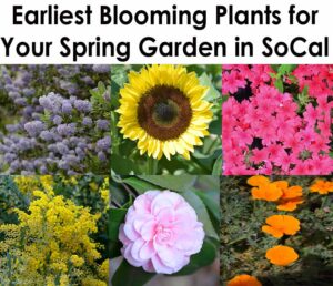 A collage of six early-blooming spring plants for Southern California gardens, including purple, yellow, pink, and orange flowers, with a header text above.