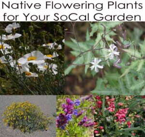 Collage of native Southern California flowering plants with text "Native Flowering Plants for Your SoCal Garden" at the top.