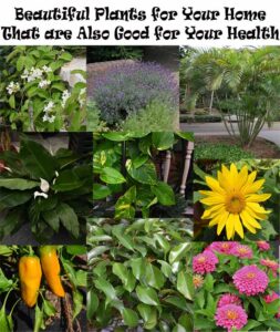 A collage of various houseplants and flowers with the title "Beautiful Plants for Your Home That are Also Good for Your Health" at the top.