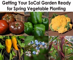 A collage of vegetables and fruit including tomatoes, green bell peppers, yellow cauliflower, yellow peppers, blueberries, and leafy greens, with a heading about preparing a SoCal garden for spring planting.