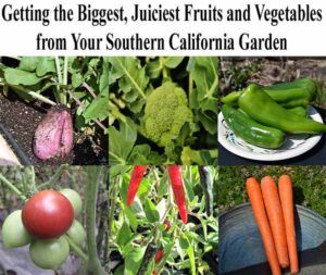 A collage of various fruits and vegetables including sweet potato, broccoli, green peppers, tomato, red chili peppers, and carrots, with a gardening headline above.