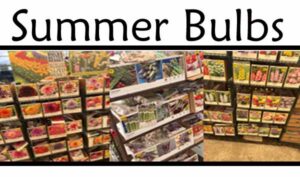 Seed packets and bulb packets for flowers and vegetables are displayed on racks in a store, under a sign that reads "Summer Bulbs.