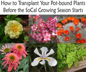 A collage of six flowering plants under the title "How to Transplant Your Pot-bound Plants Before the SoCal Growing Season Starts.